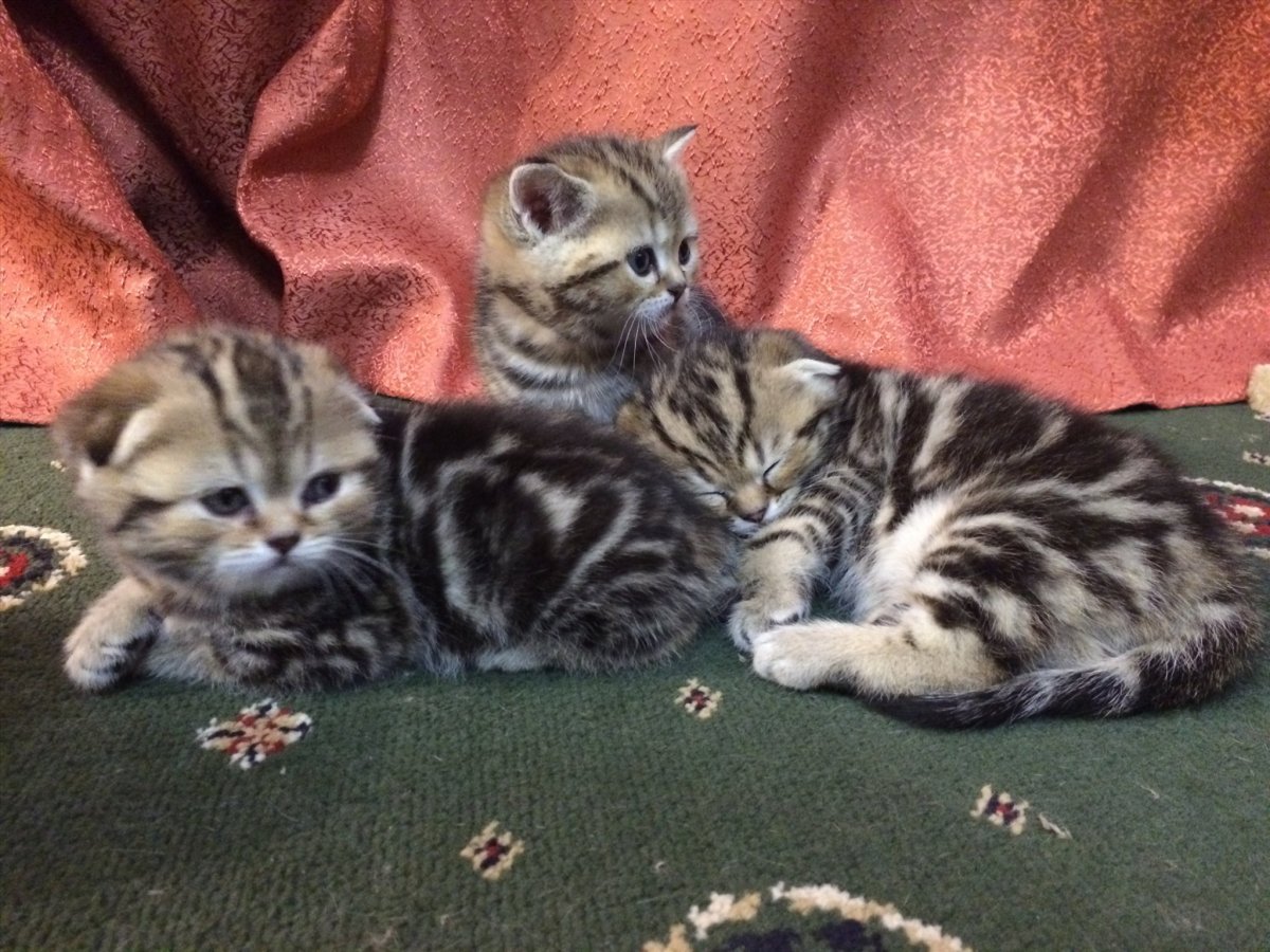 Шотландский кот прямоухий мраморный на золоте