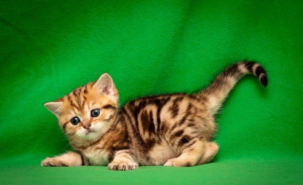 Черный мрамор на золоте британские котята