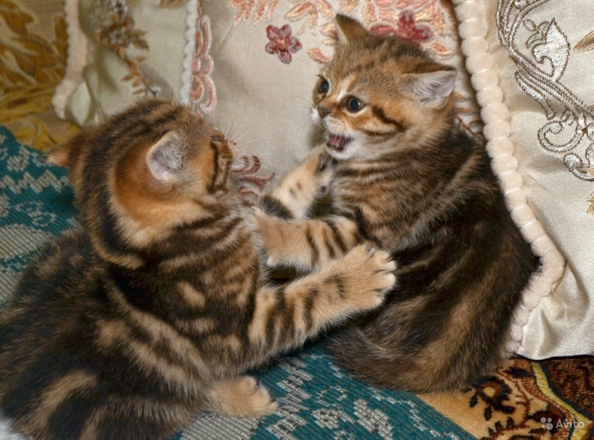 Скоттиш-фолд Шотландская мрамор