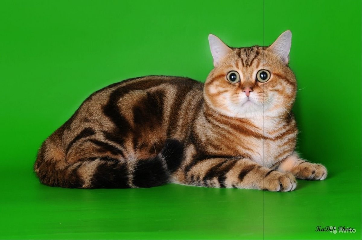 Прямоухие котята мрамор на золоте