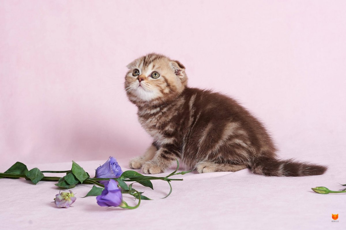 Скоттиш фолд ny22