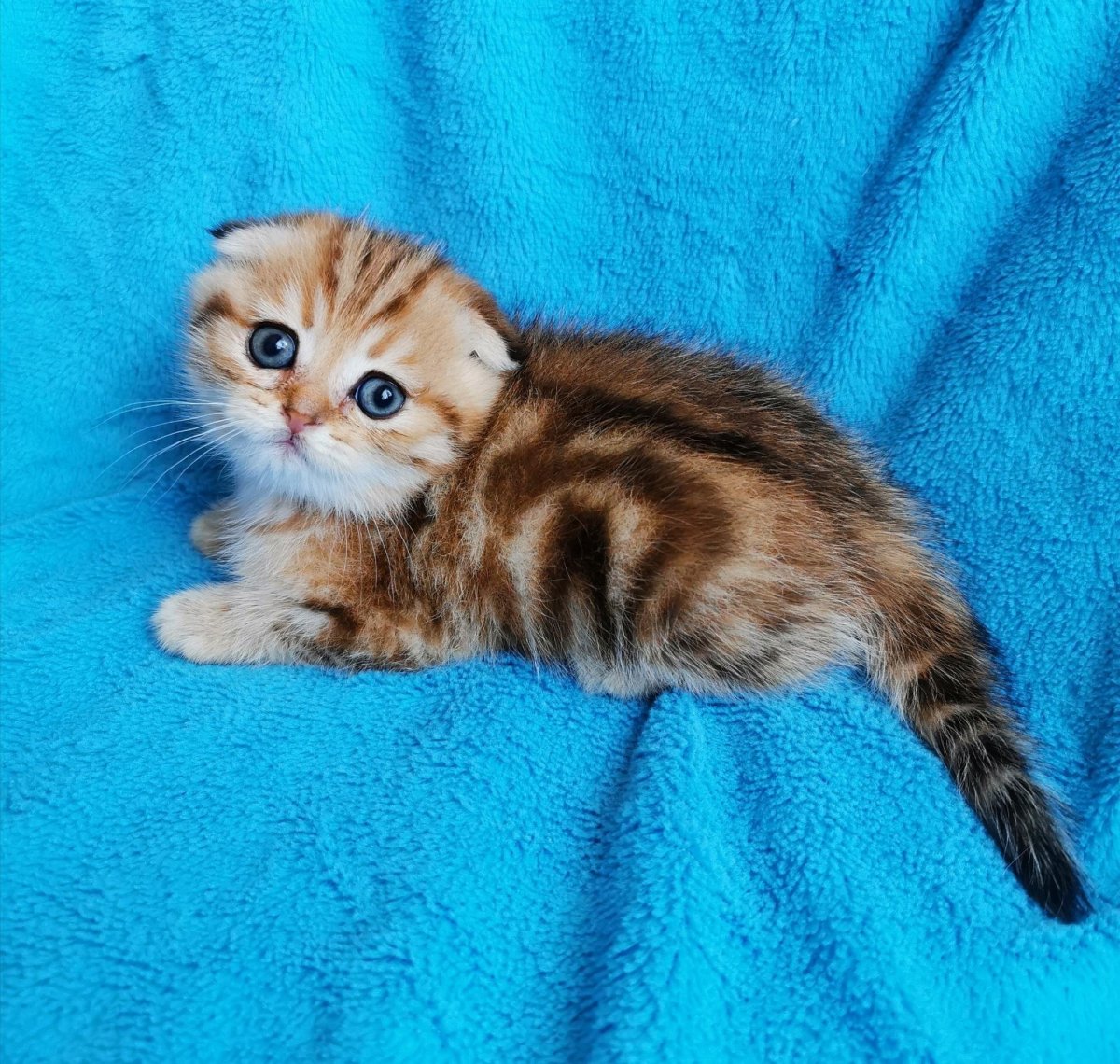 Шотландская скоттиш страйт мраморная Золотая