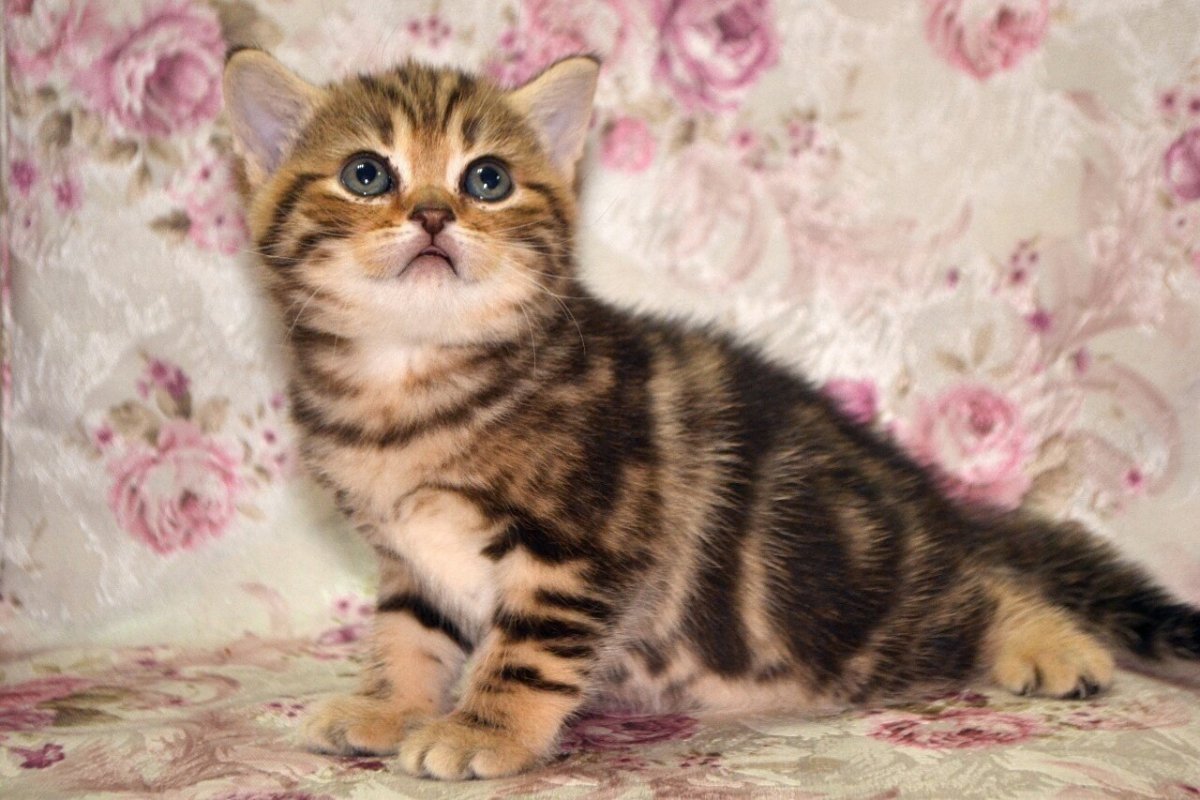 Шотландская прямоухая кошка мрамор на золоте