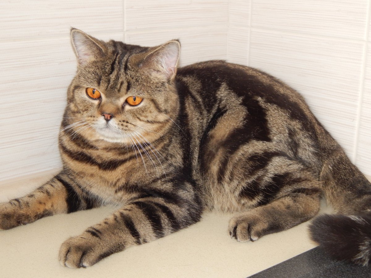 Окрас: Bri NY 22 - черный золотой мраморный