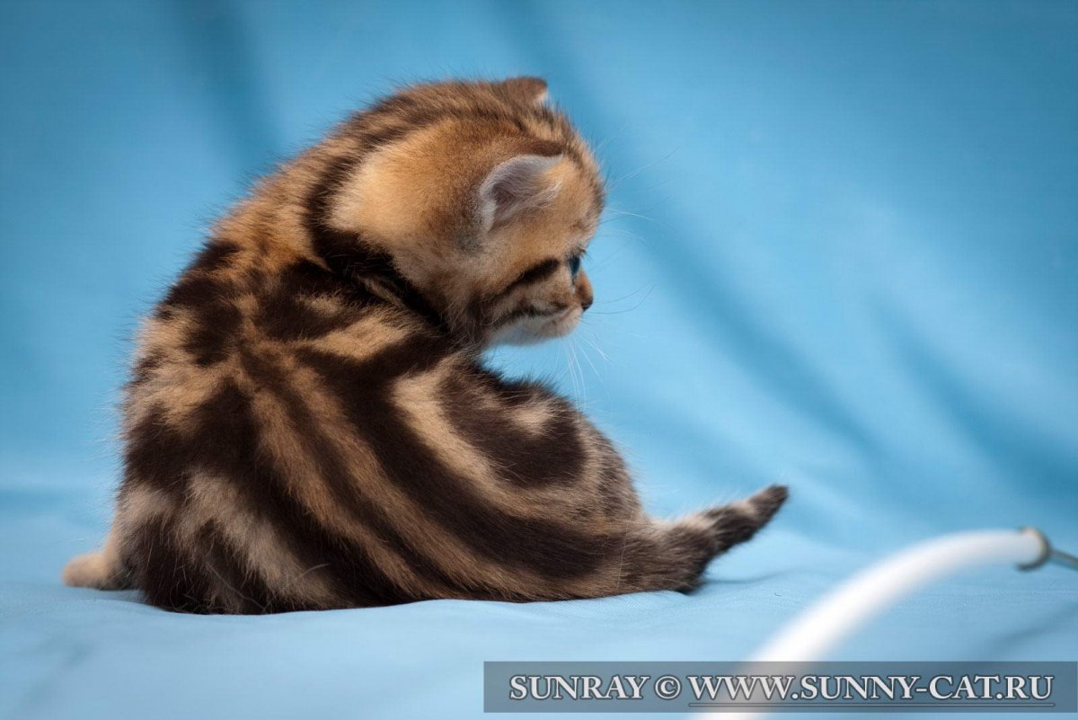 Скоттиш страйт Браун табби