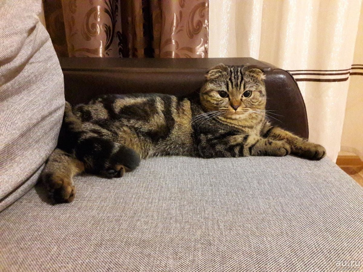 Мраморные котята шотландцы вислоухие