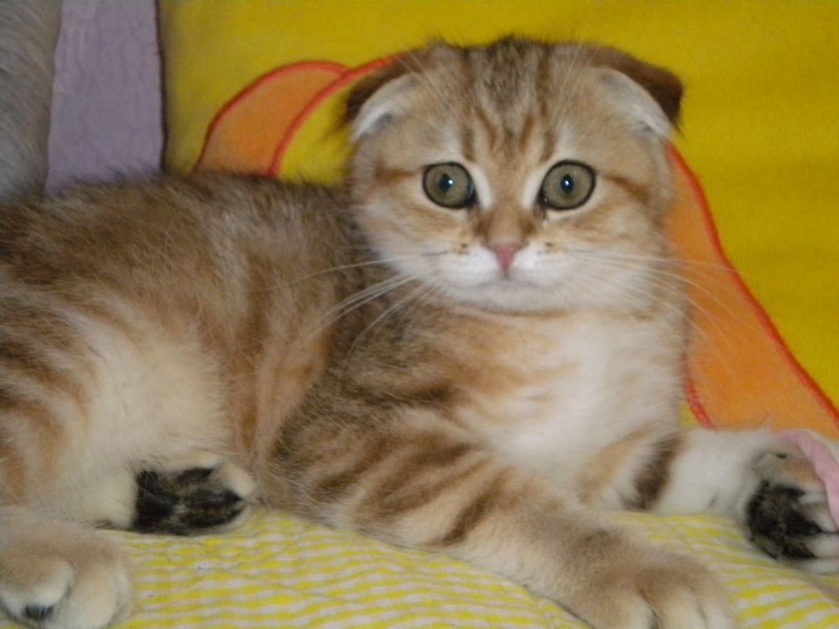 Шотландская вислоухая кошка мраморная
