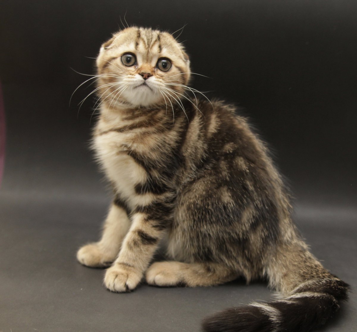 Окрас мрамор спина