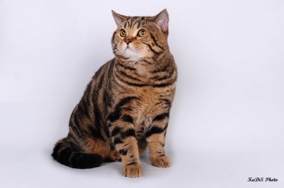 Шотландская вислоухая кошка мраморная