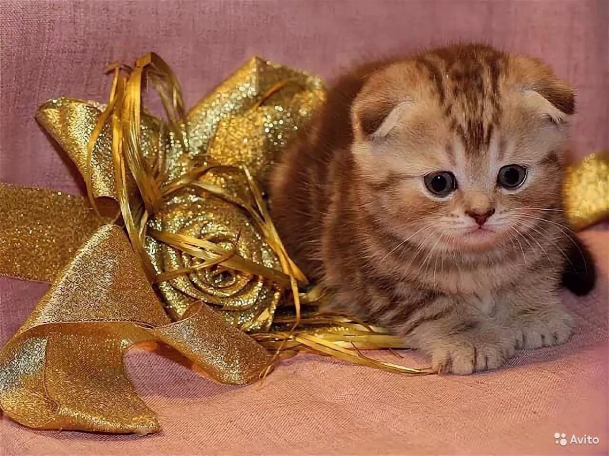 Мраморные вислоухие котята