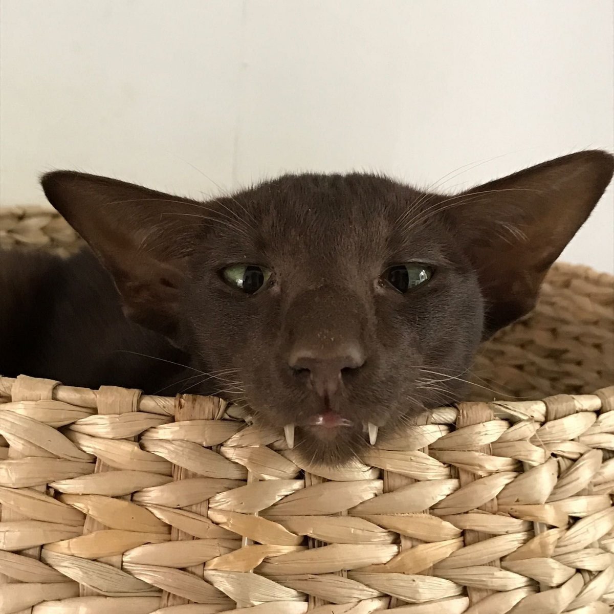 Ориентальная кошка грузин