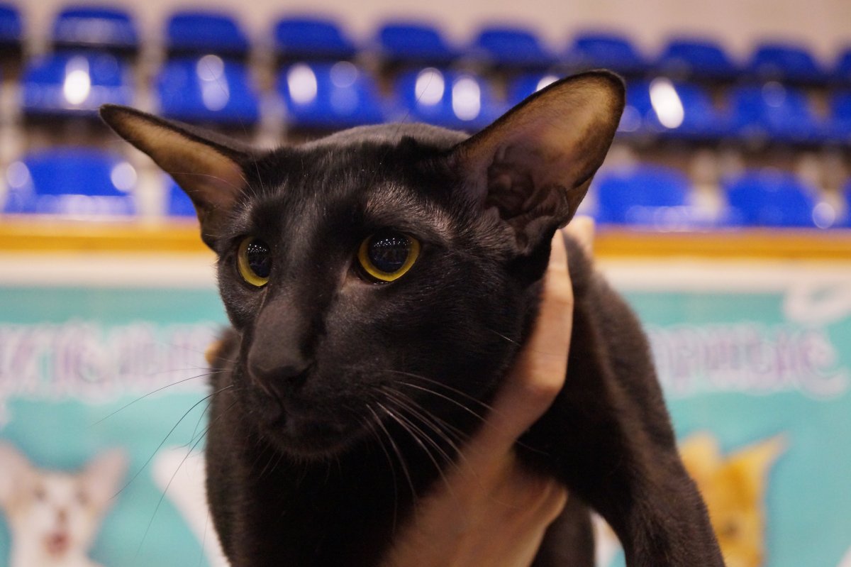 Ориентальный кот грузин