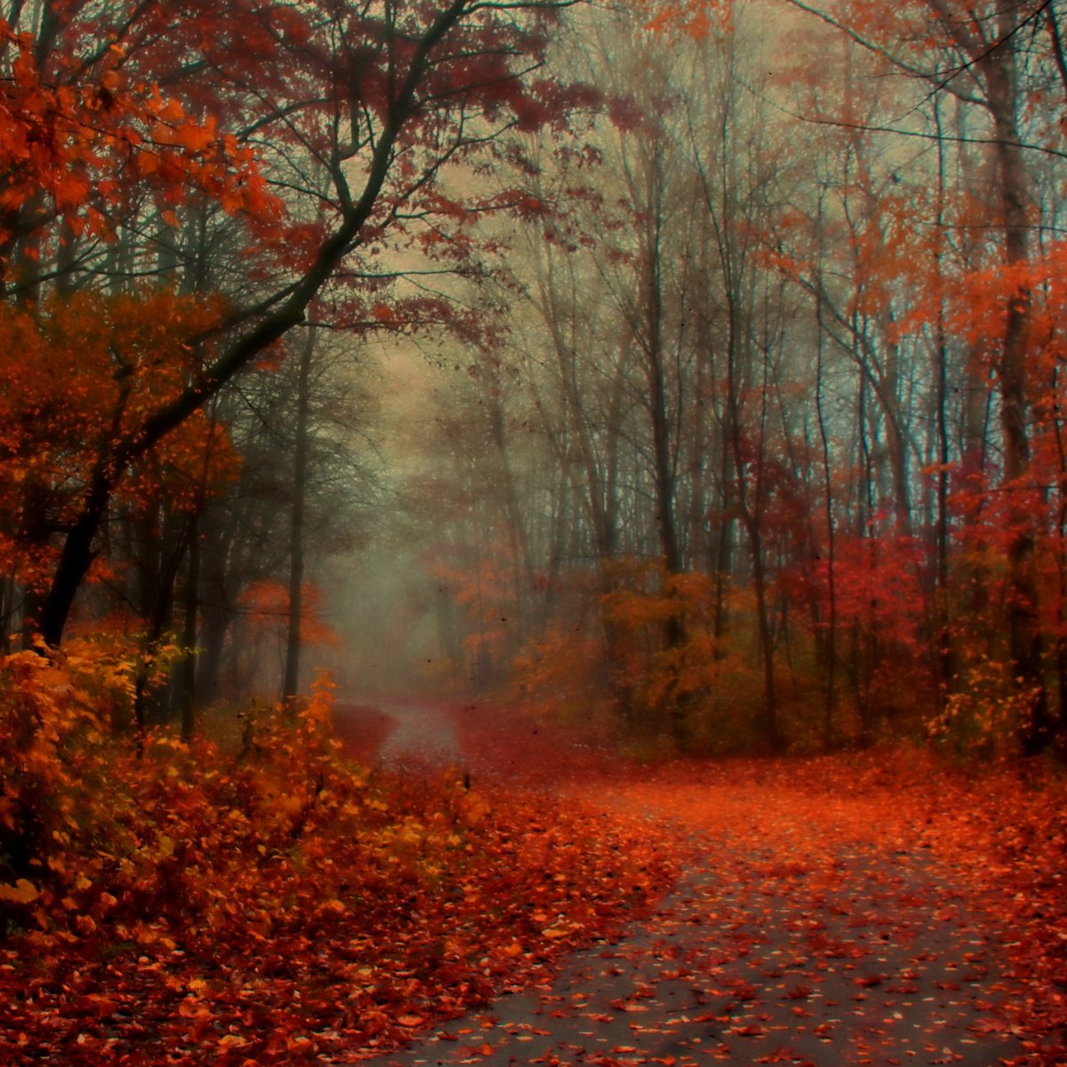 Природа HD осень