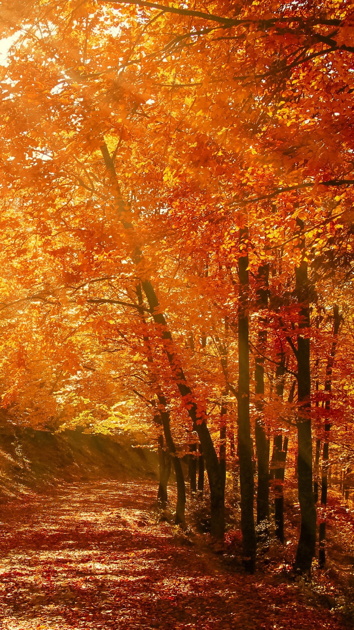 Розоцветные листья