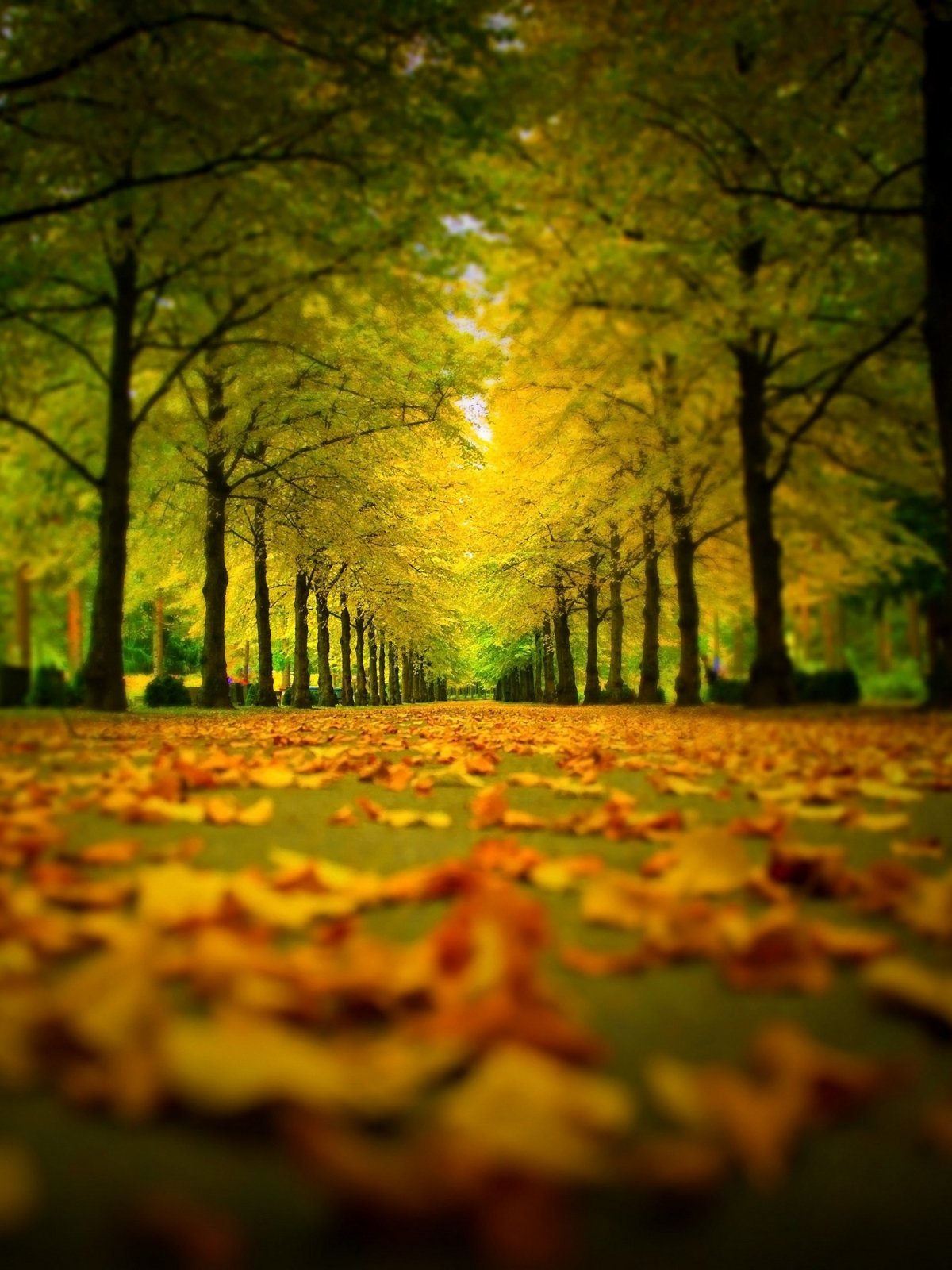 Осень вертикальные