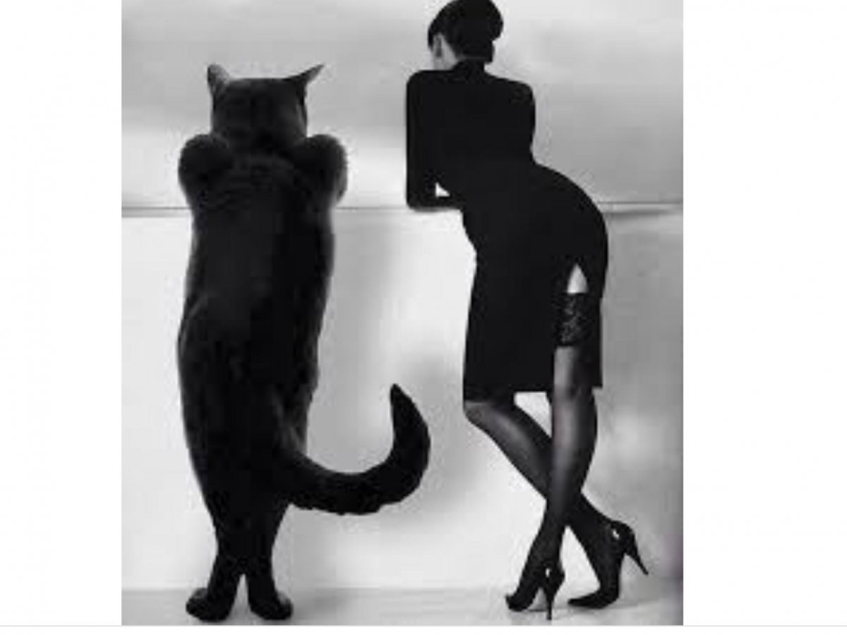 Кот Бегемот мастер и Маргарита