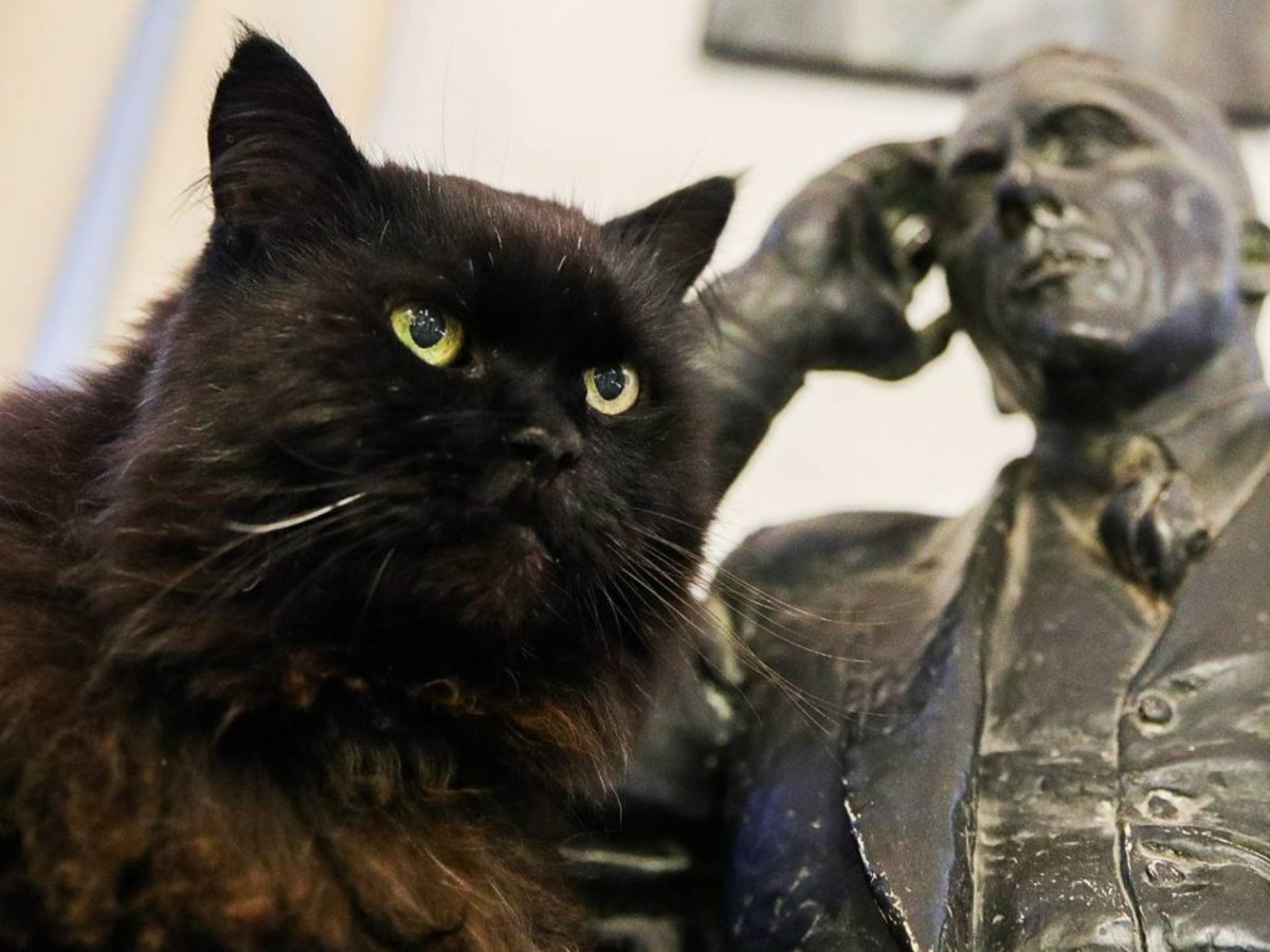 Кот Бегемот арт