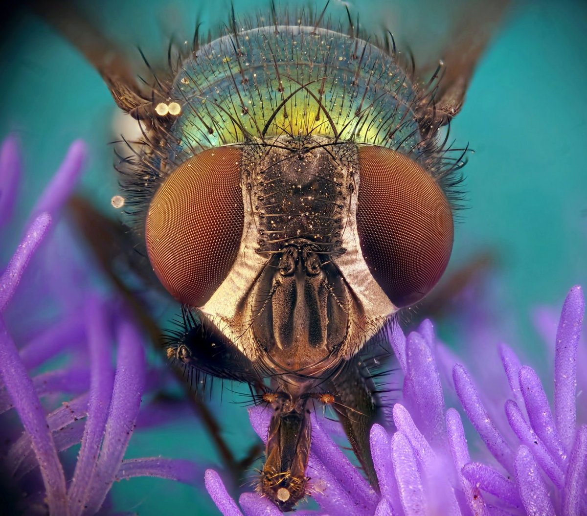 Глаза мухи под микроскопом