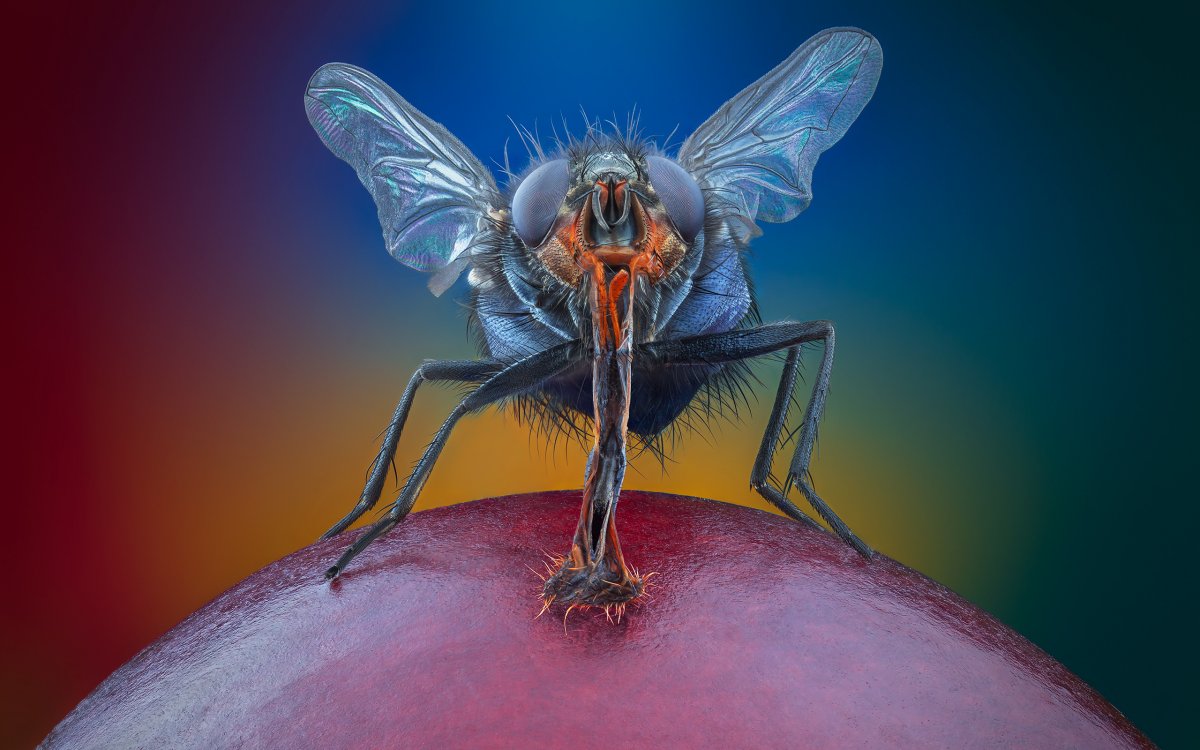 Муха ЦЕЦЕ глаза