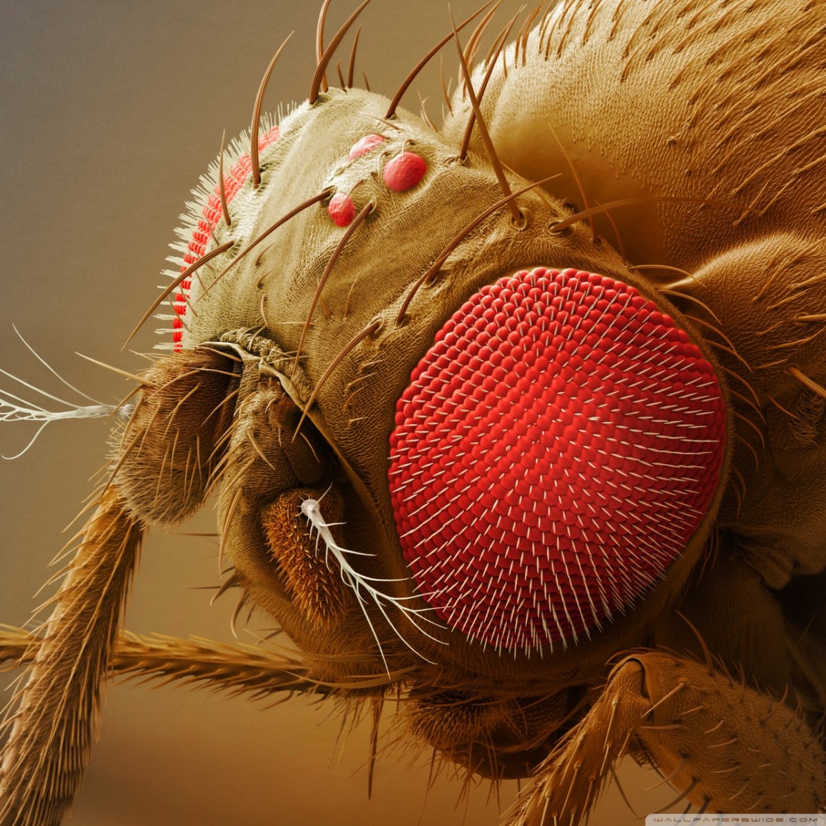 Муха ЦЦ под микроскопом