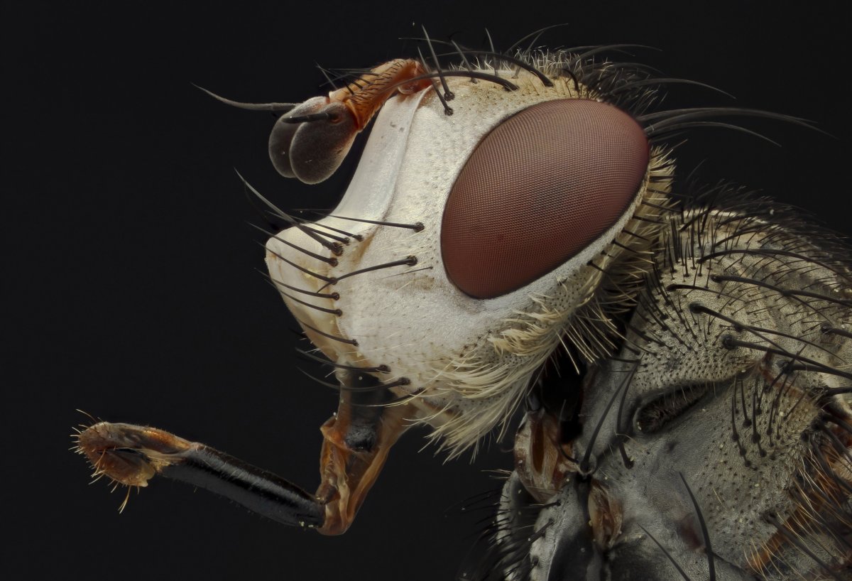 Хоботок комара под микроскопом