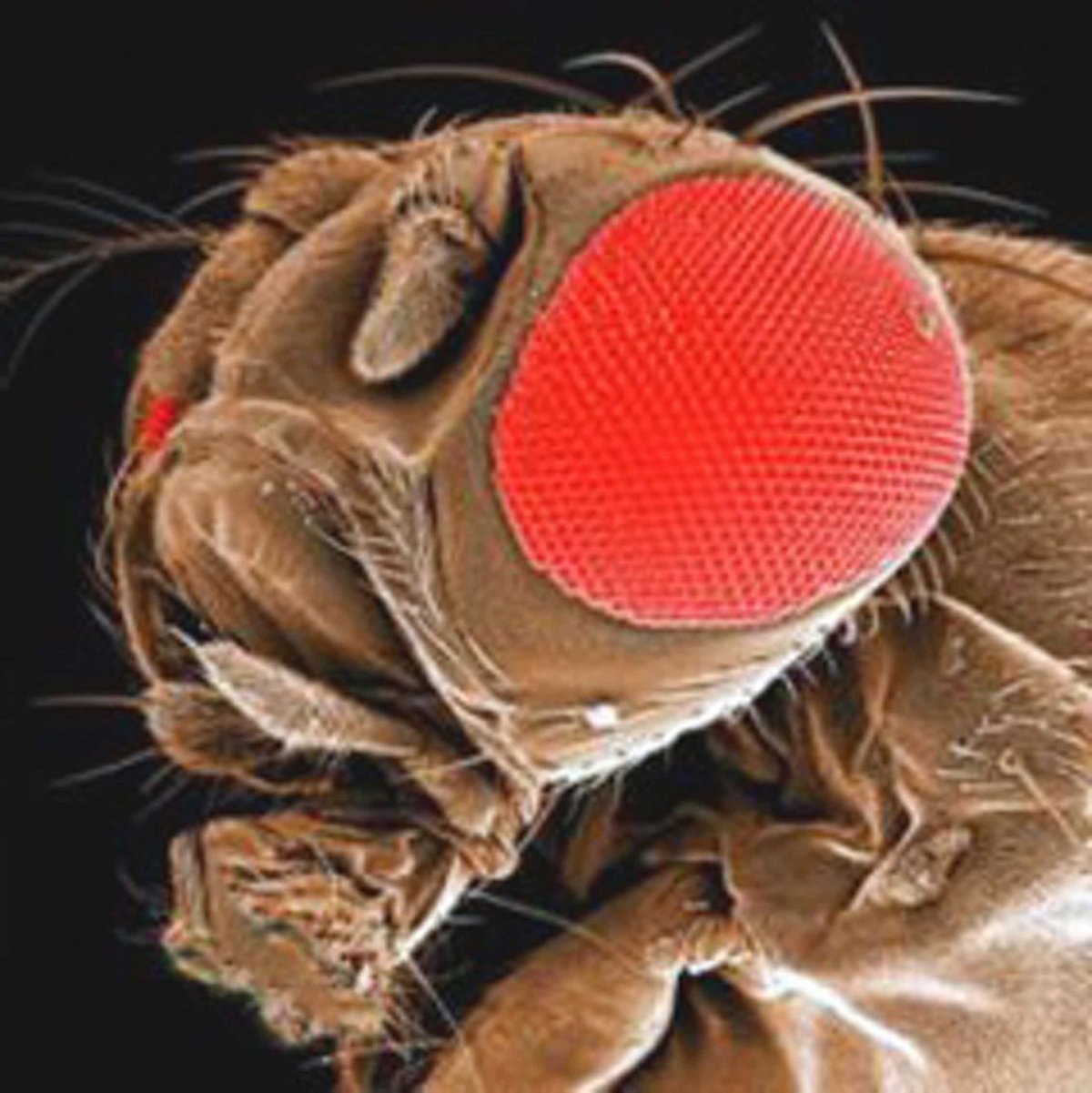 Фасеточные глаза у Жуков