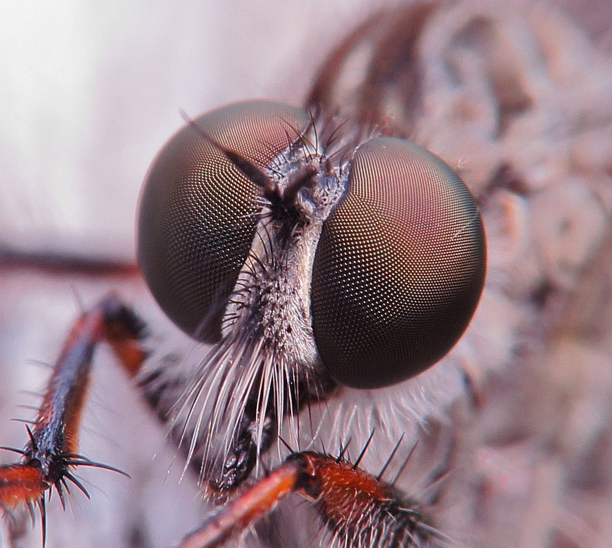 Муха навозная зеленая