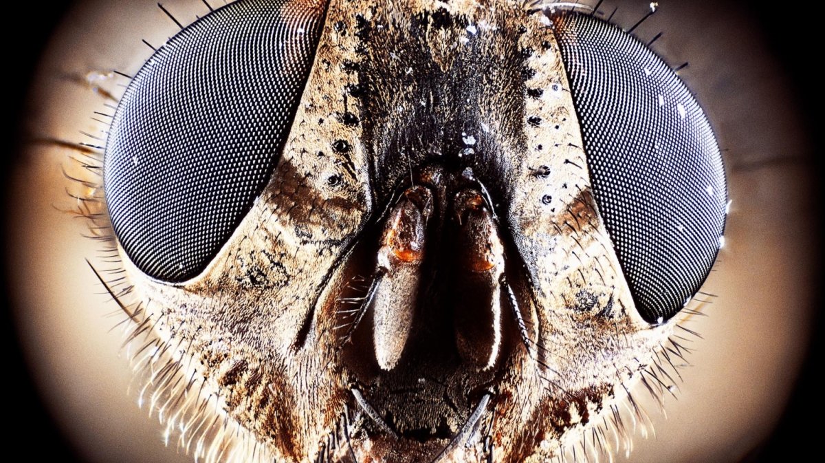 Фасеточные глаза у Жуков