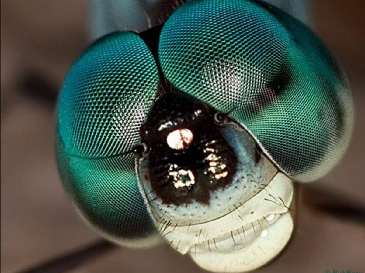 Глаза мухи под микроскопом