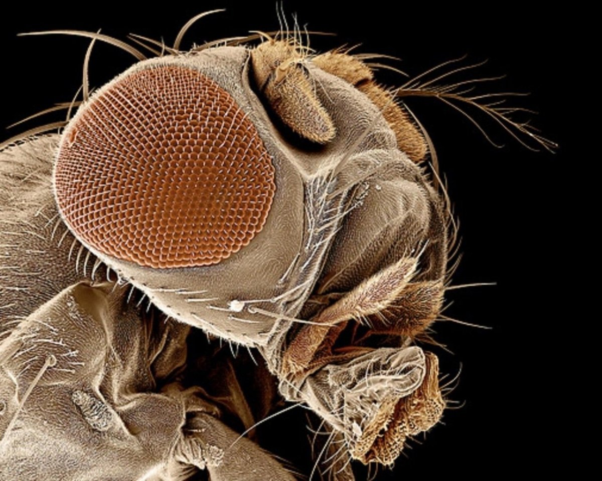 Северная мошка под микроскопом