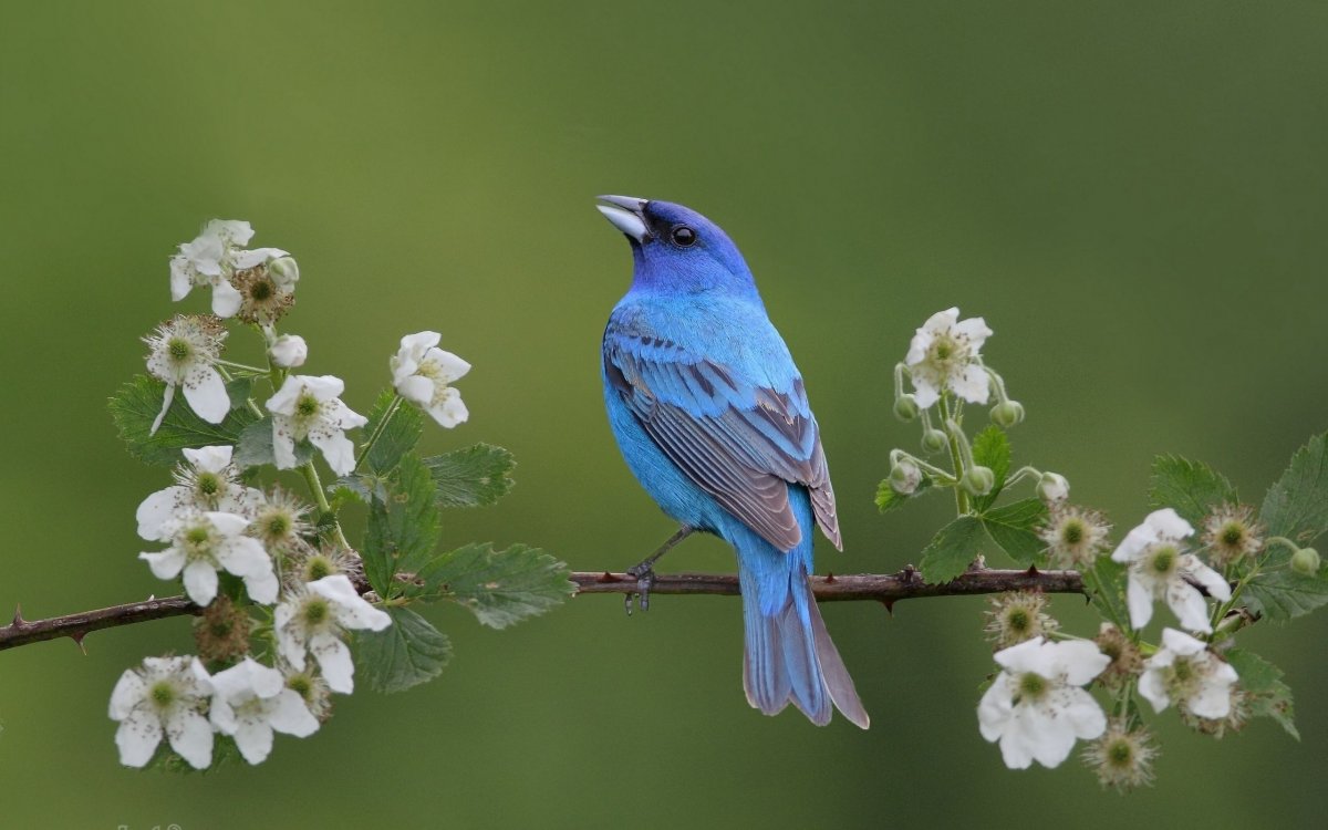 Обои рисунок