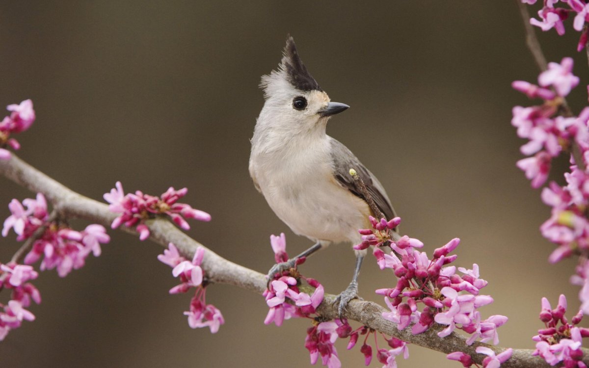 Индийская Розелла