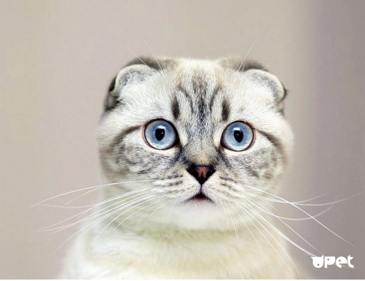 Шотландский вислоухий Манчкин кот