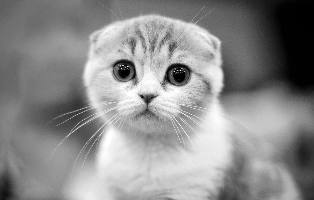 Скоттиш-фолд Шотландская вислоухая