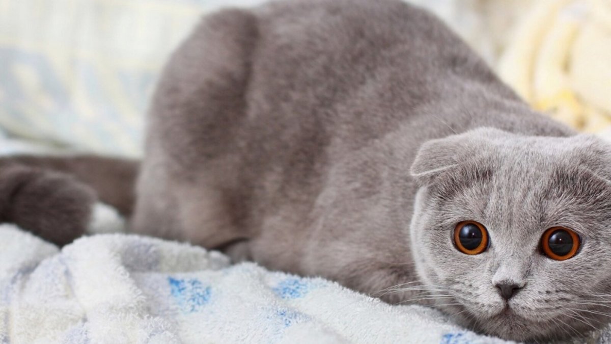 Вислоухие котята британцы