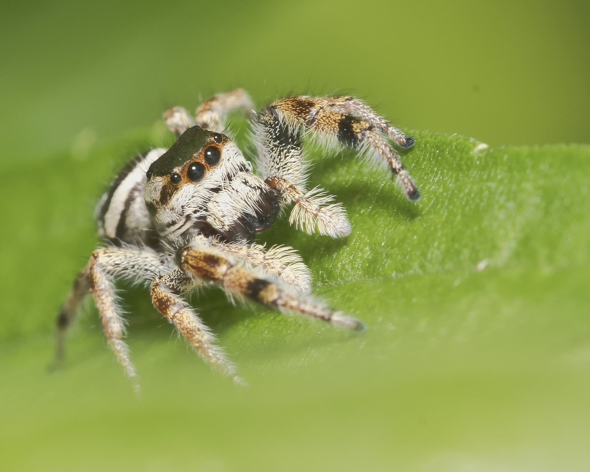 Мизгирь домашний черный
