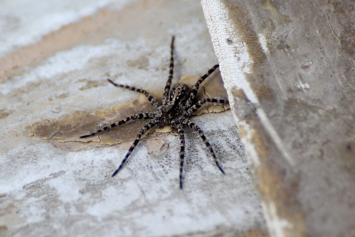 Паук Тарантул австралийский