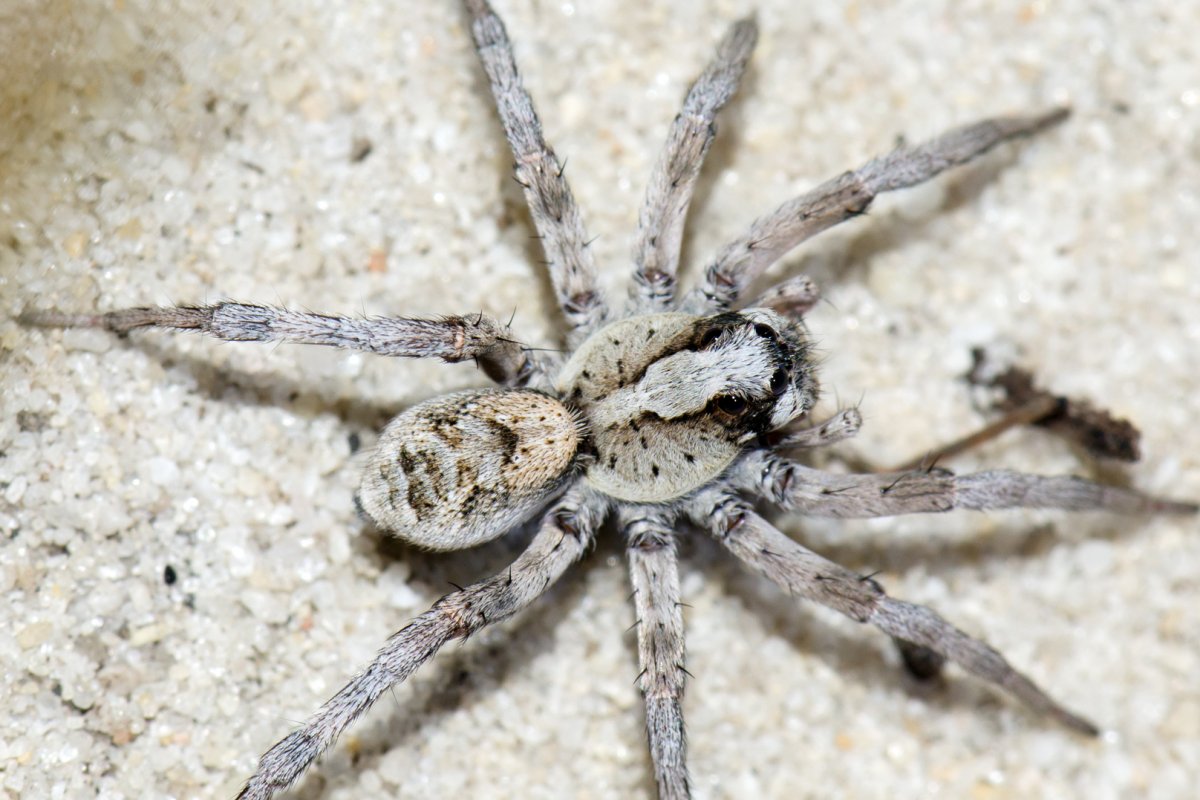 Большой серый паук