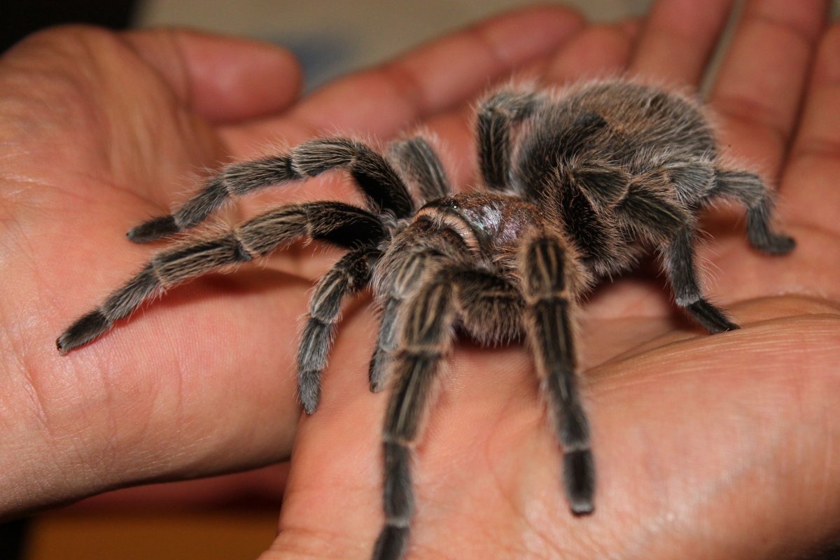 Квартирные пауки