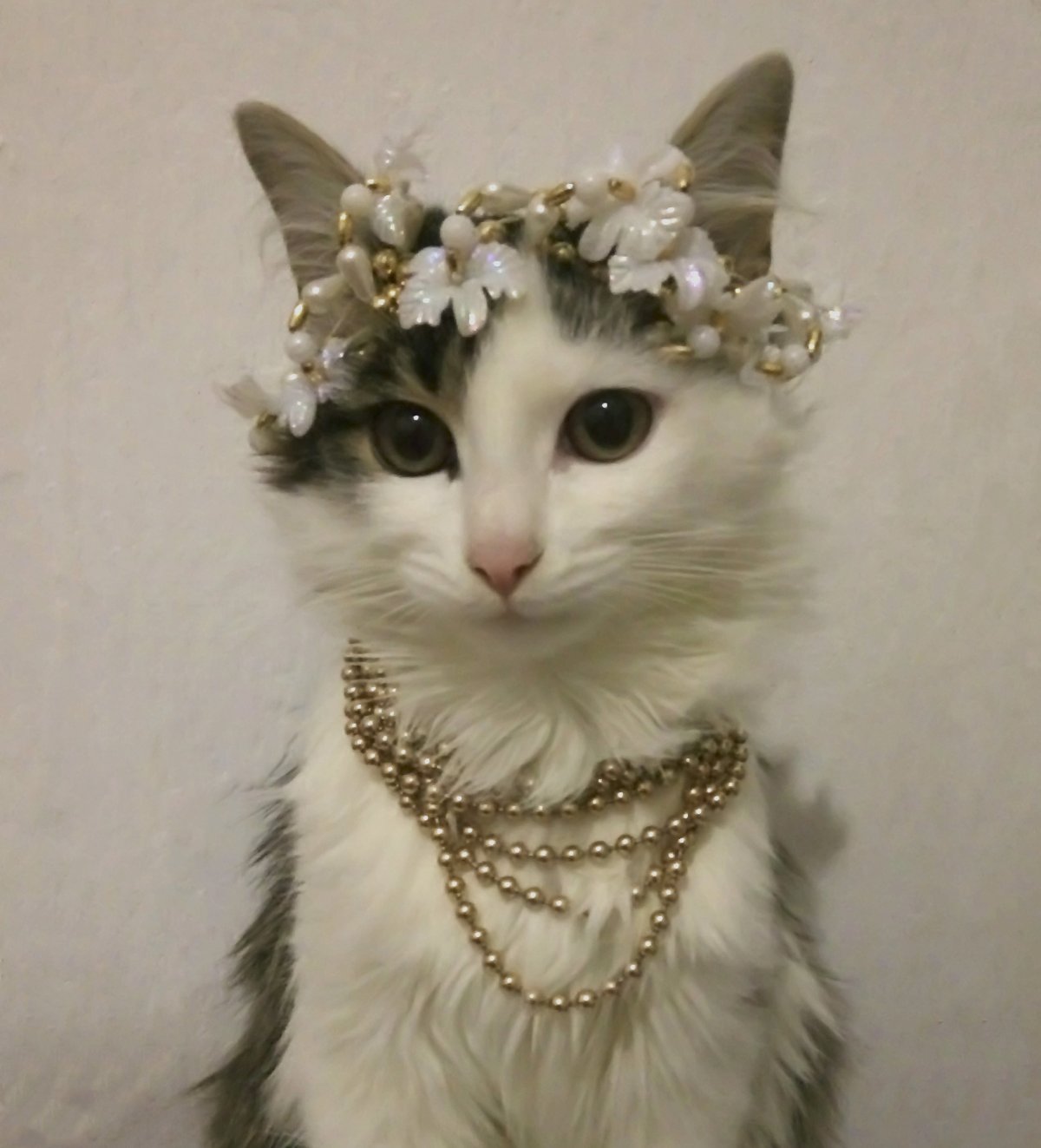 Фото кошки 150 на 150