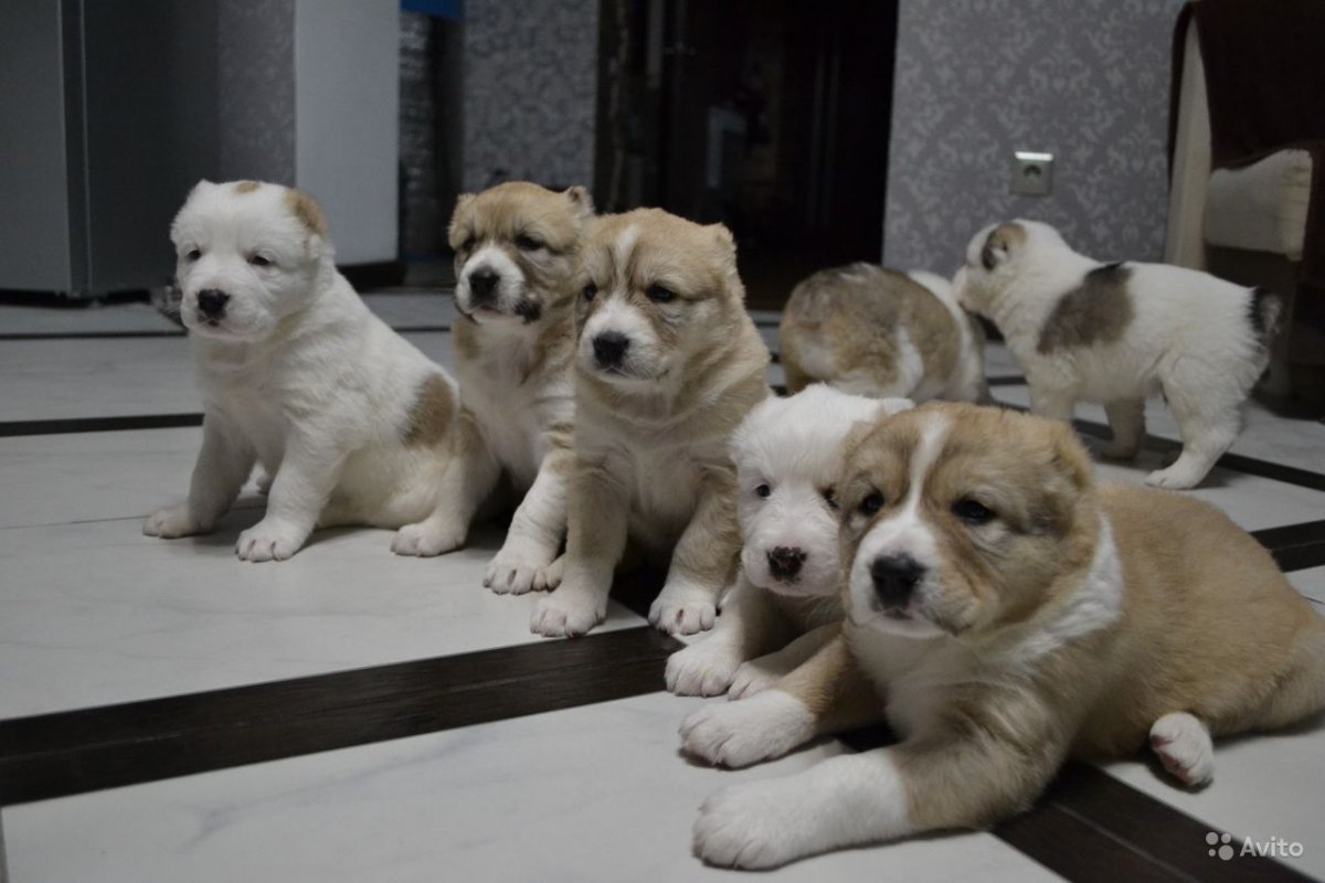 Волкодав Среднеазиатская овчарка алабай