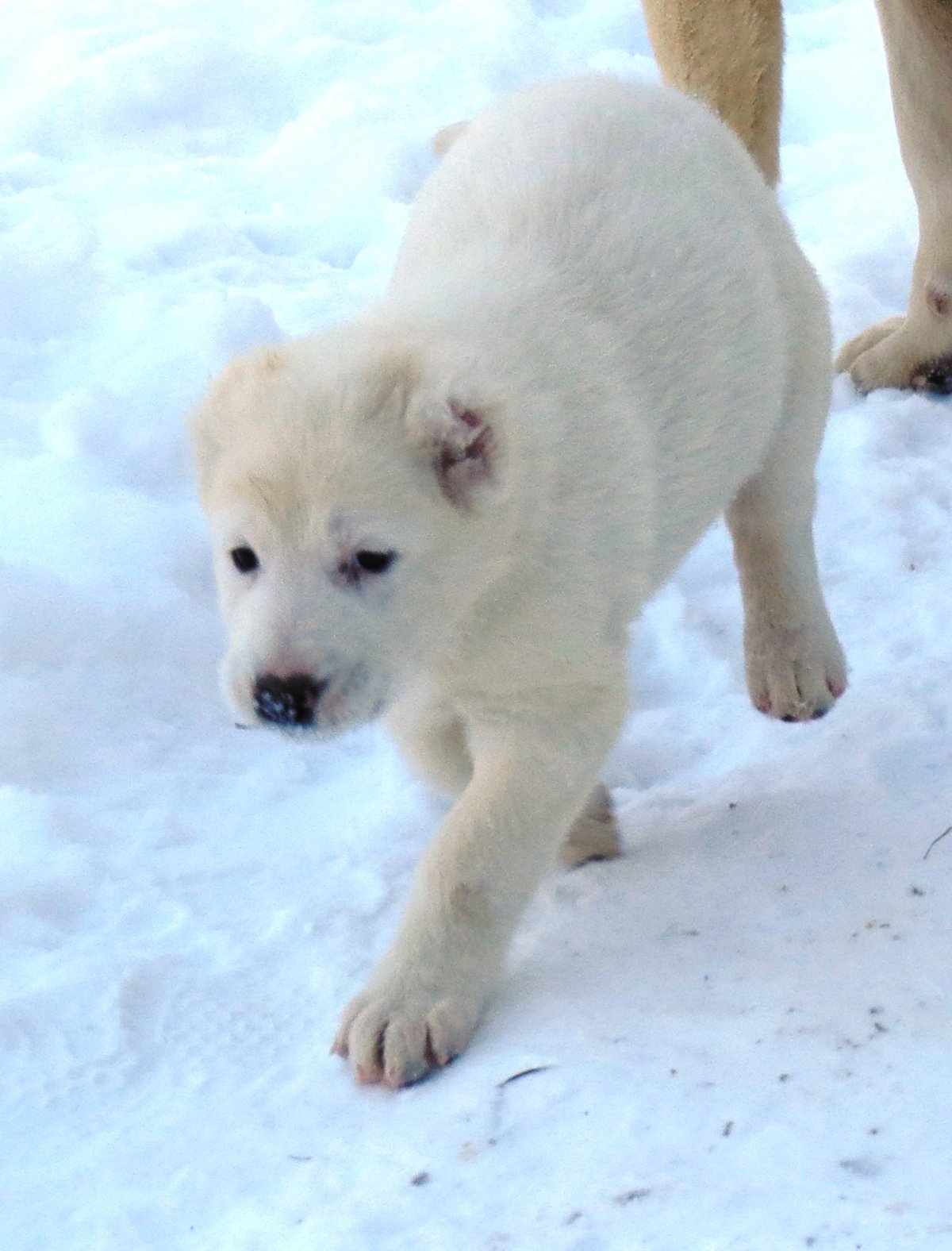 Недельный щенок САО