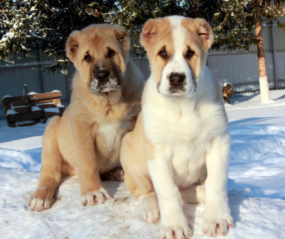 Щенки САО В Новочебоксарске