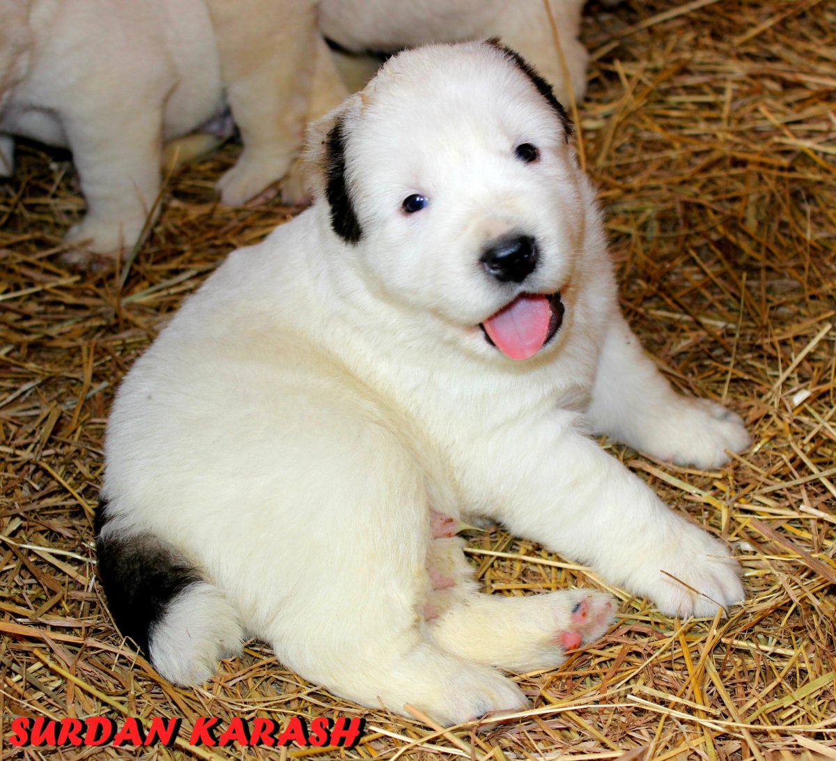 Щенки САО прикорм