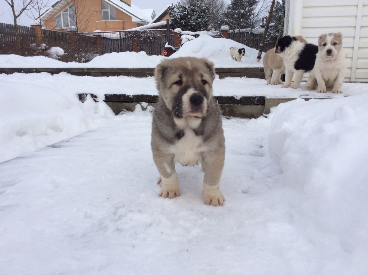 Метис Московская сторожевая и Среднеазиатская овчарка