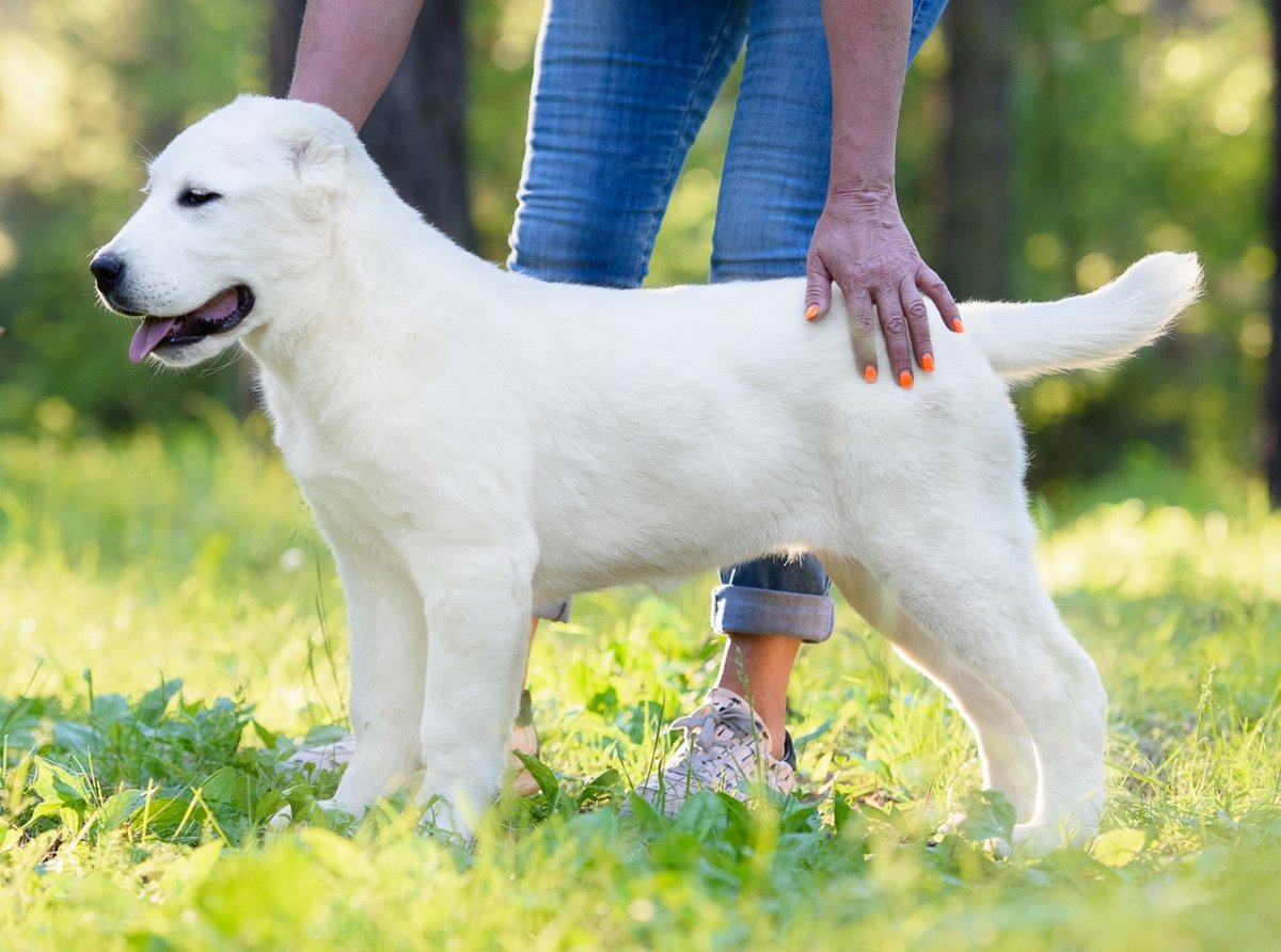 Среднеазиатская овчарк