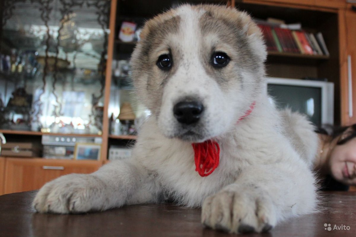 Щенки САО на авито