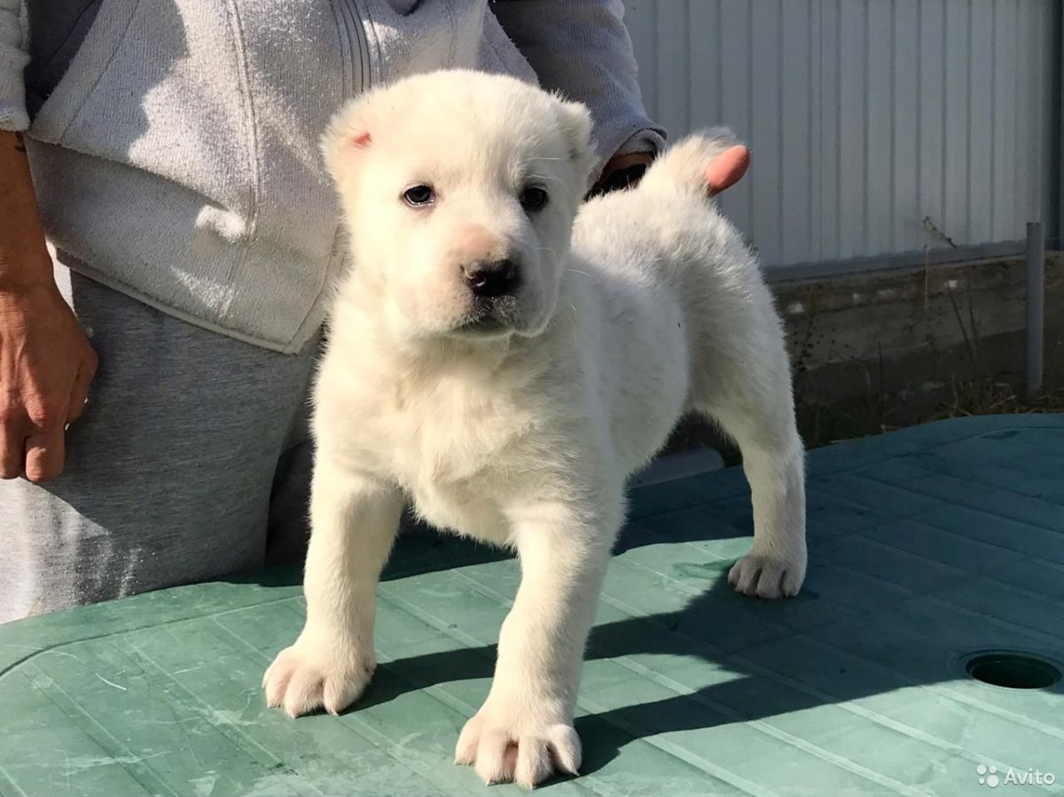Среднеазиатская овчарка лайка