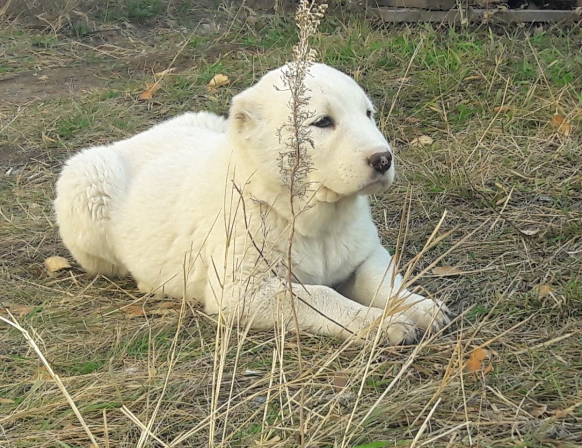 Китайский САО собака