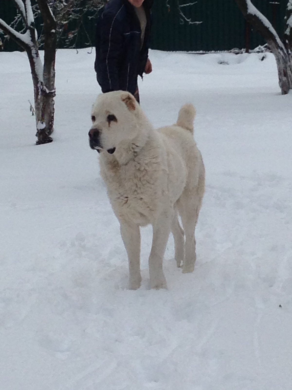 Среднеазиатская овчарка 2 недели